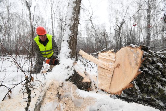 Заготовка дров в Новосибирской области