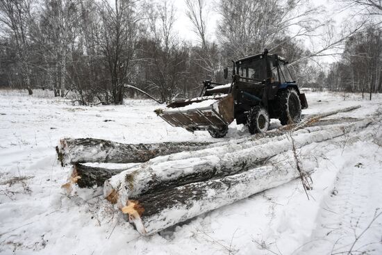 Заготовка дров в Новосибирской области
