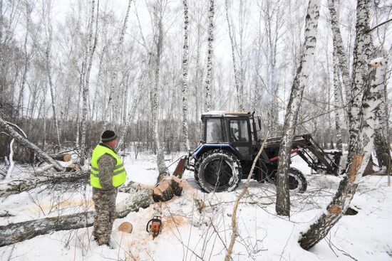 Заготовка дров в Новосибирской области