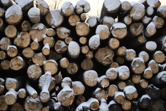 Заготовка дров в Новосибирской области