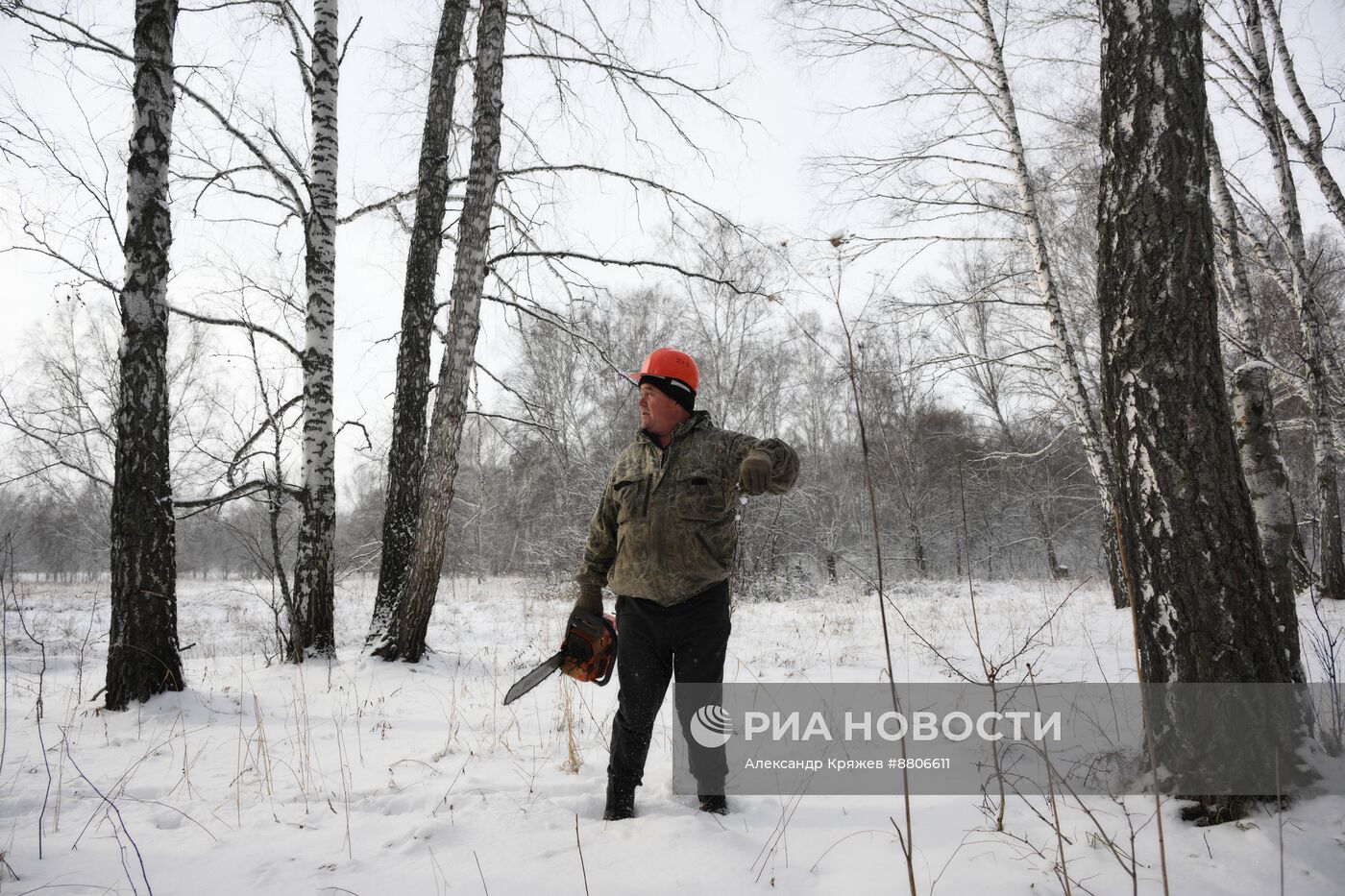 Заготовка дров в Новосибирской области