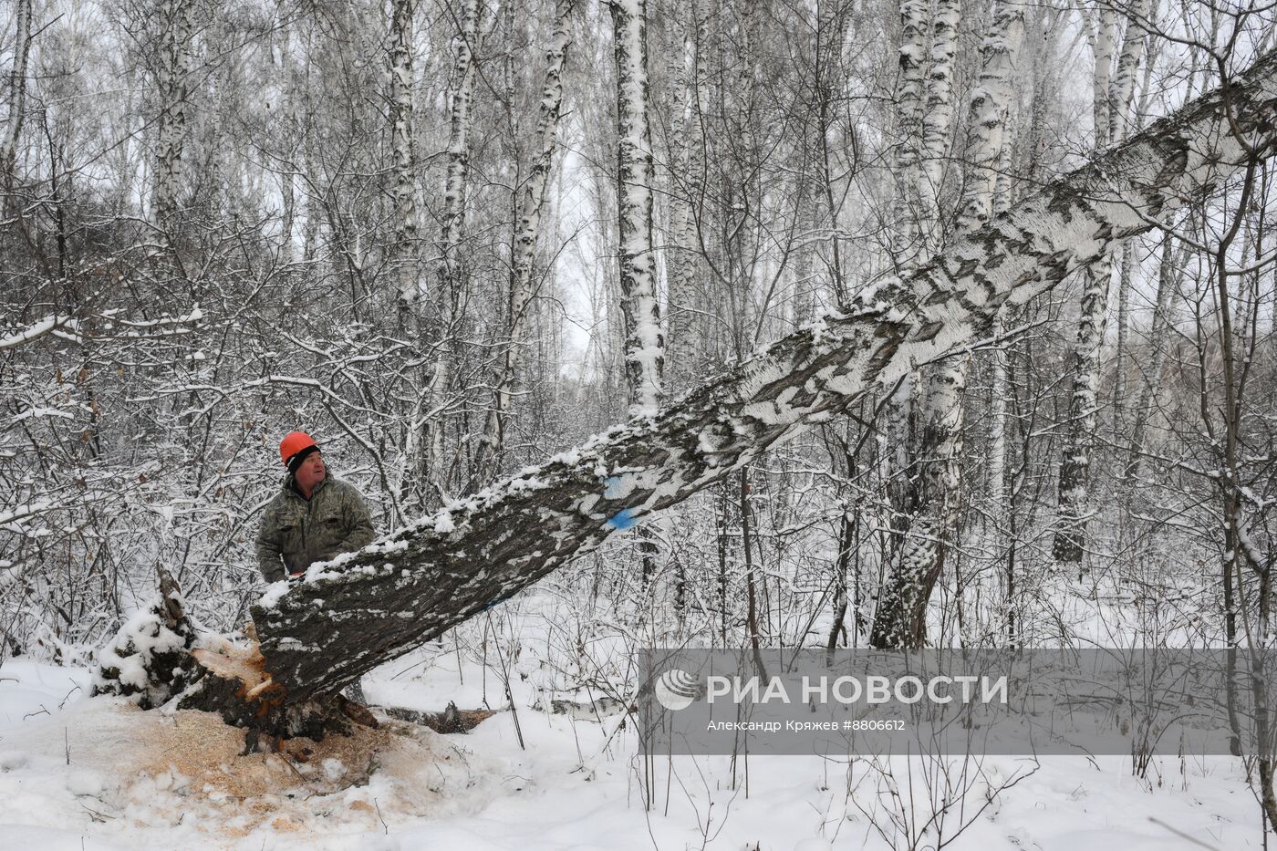 Заготовка дров в Новосибирской области