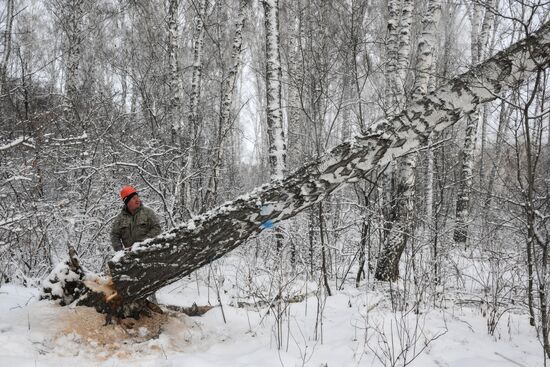 Заготовка дров в Новосибирской области