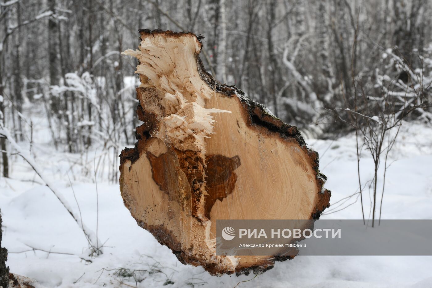 Заготовка дров в Новосибирской области