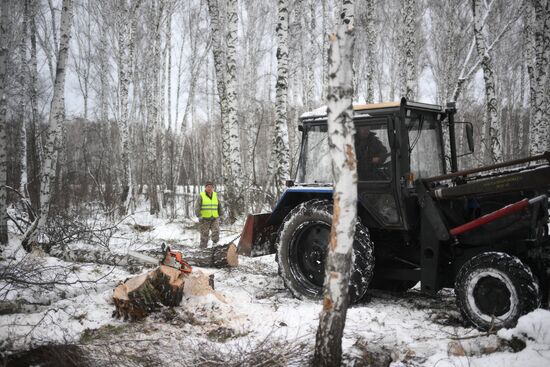 Заготовка дров в Новосибирской области