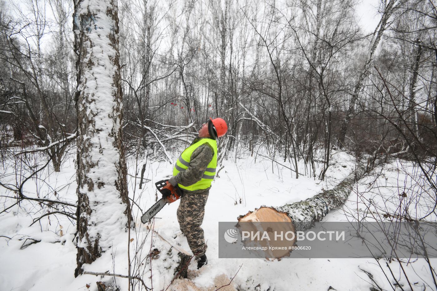 Заготовка дров в Новосибирской области