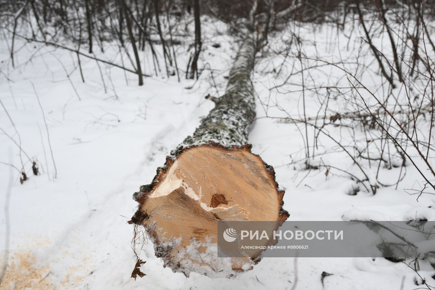 Заготовка дров в Новосибирской области