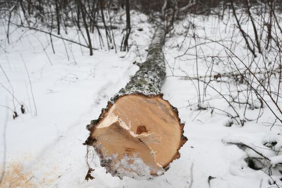 Заготовка дров в Новосибирской области