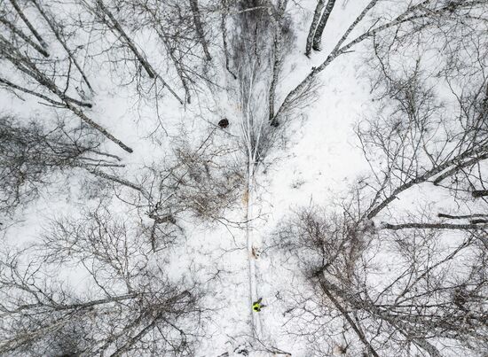 Заготовка дров в Новосибирской области