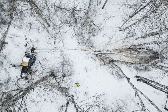 Заготовка дров в Новосибирской области