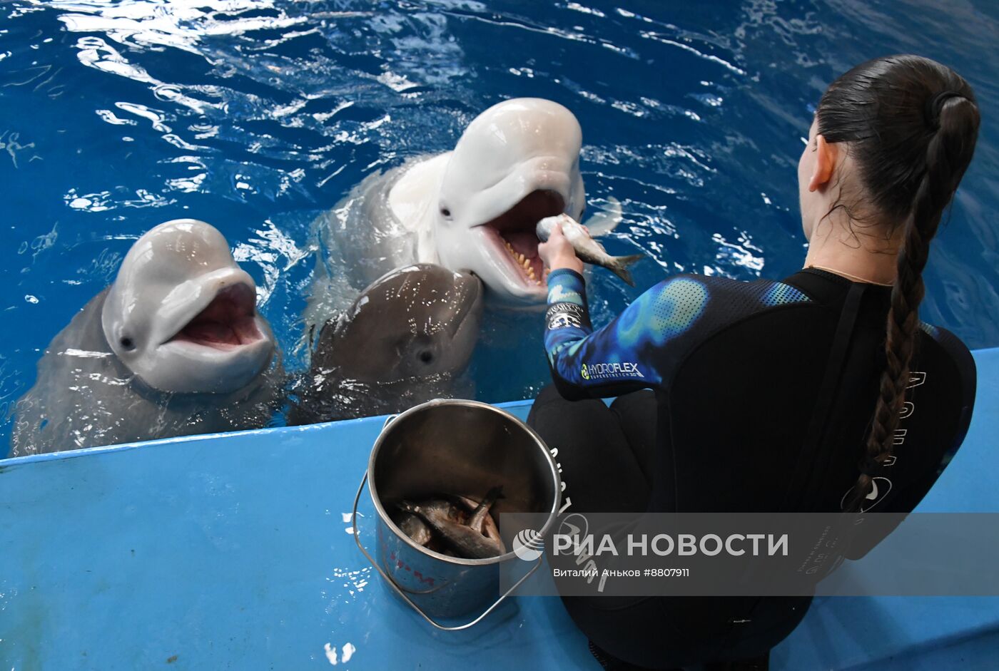 В Приморском океанариуме родился детеныш белухи 