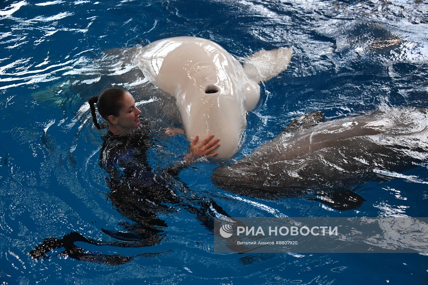 В Приморском океанариуме родился детеныш белухи 