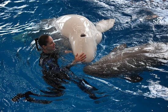 В Приморском океанариуме родился детеныш белухи 