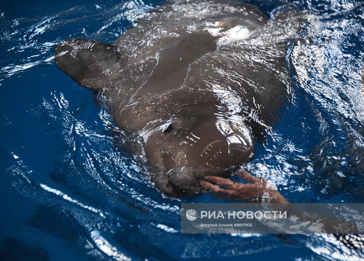 В Приморском океанариуме родился детеныш белухи