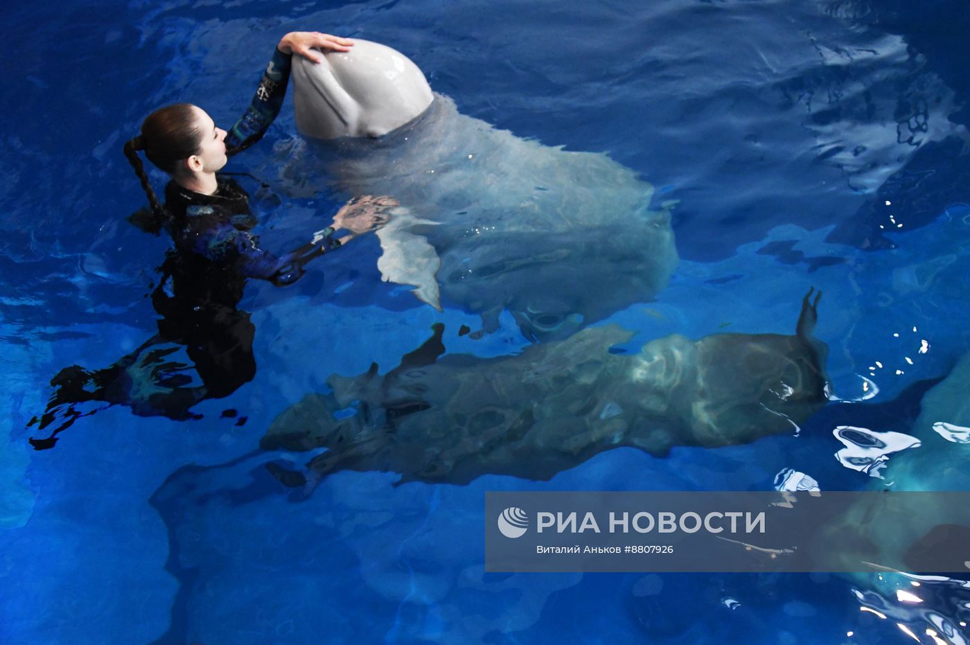 В Приморском океанариуме родился детеныш белухи