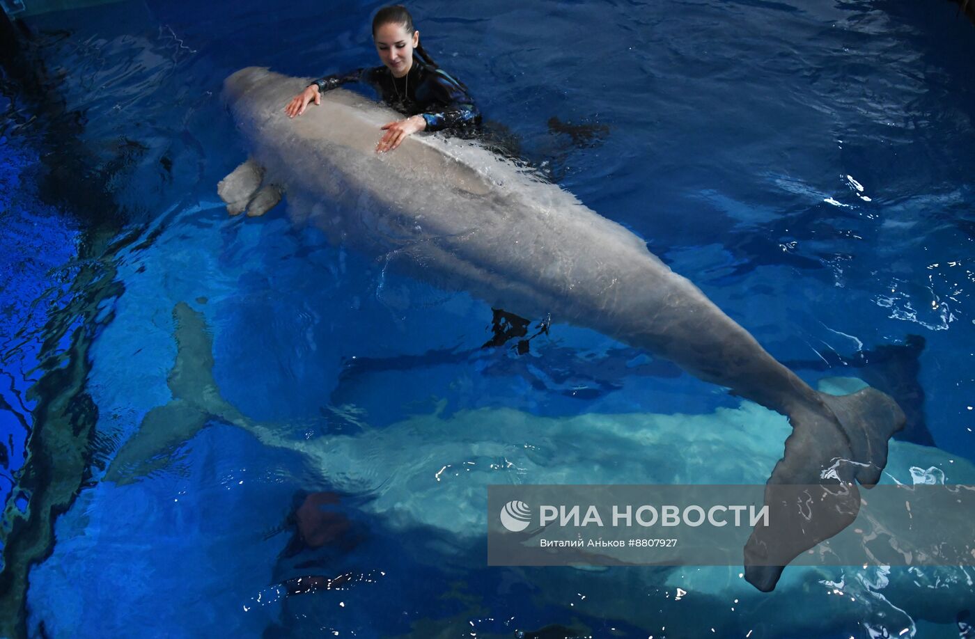 В Приморском океанариуме родился детеныш белухи 