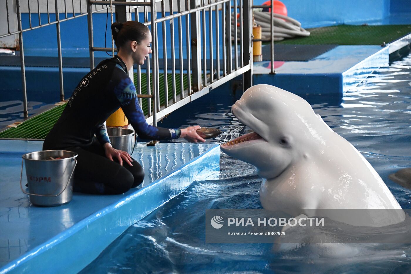 В Приморском океанариуме родился детеныш белухи 