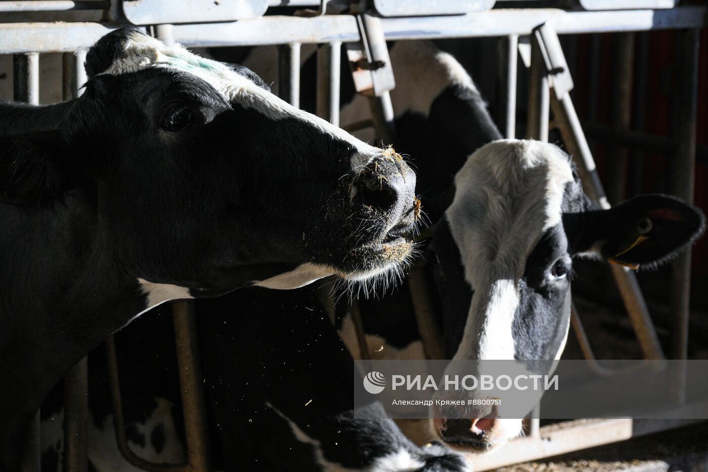 Работа предприятия "Толмачевский молочный завод" в Новосибирской области