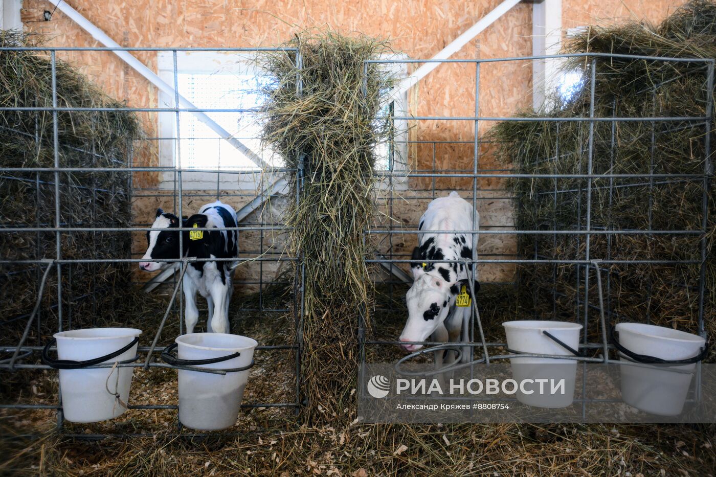 Работа предприятия "Толмачевский молочный завод" в Новосибирской области