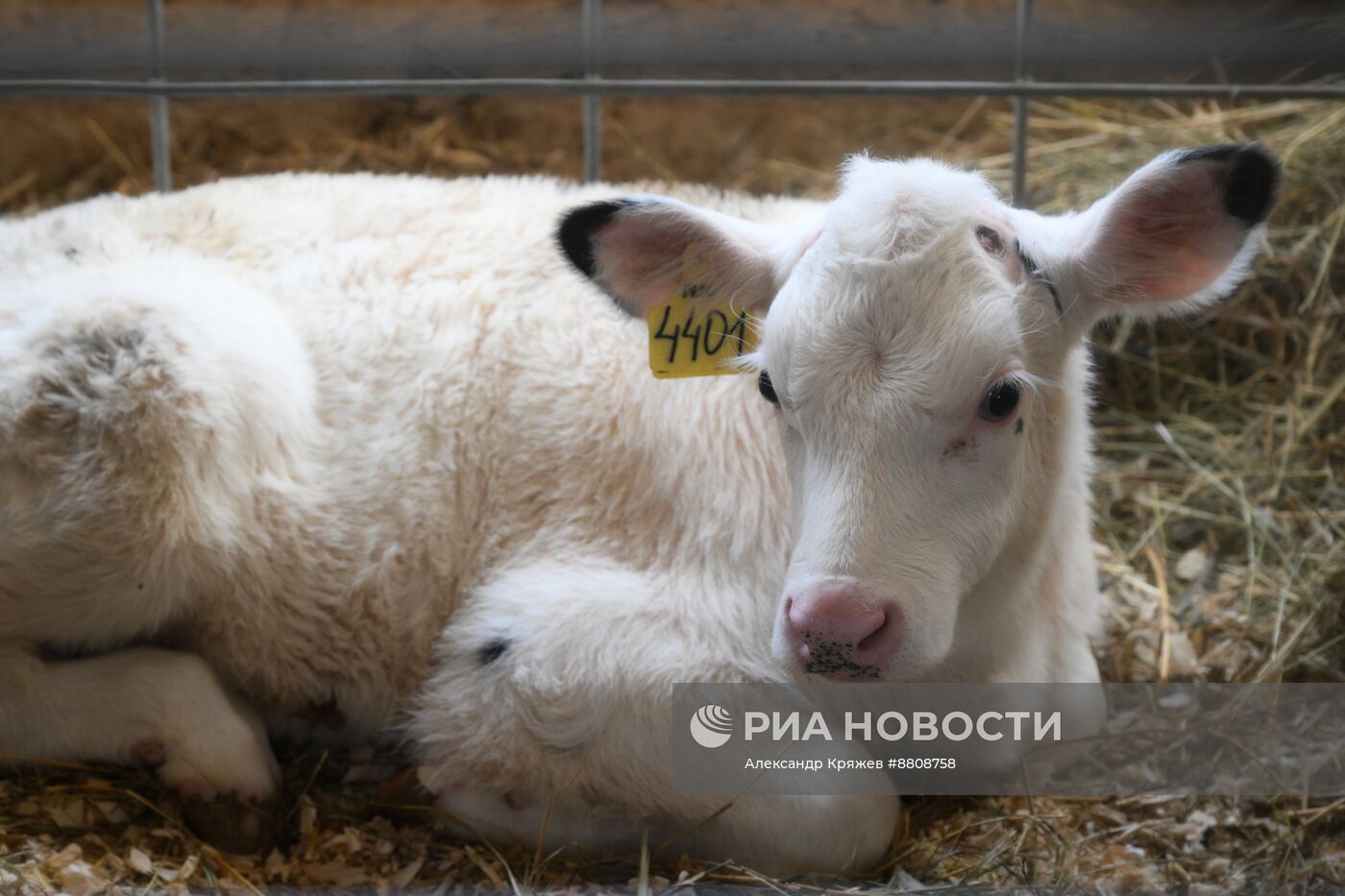 Работа предприятия "Толмачевский молочный завод" в Новосибирской области