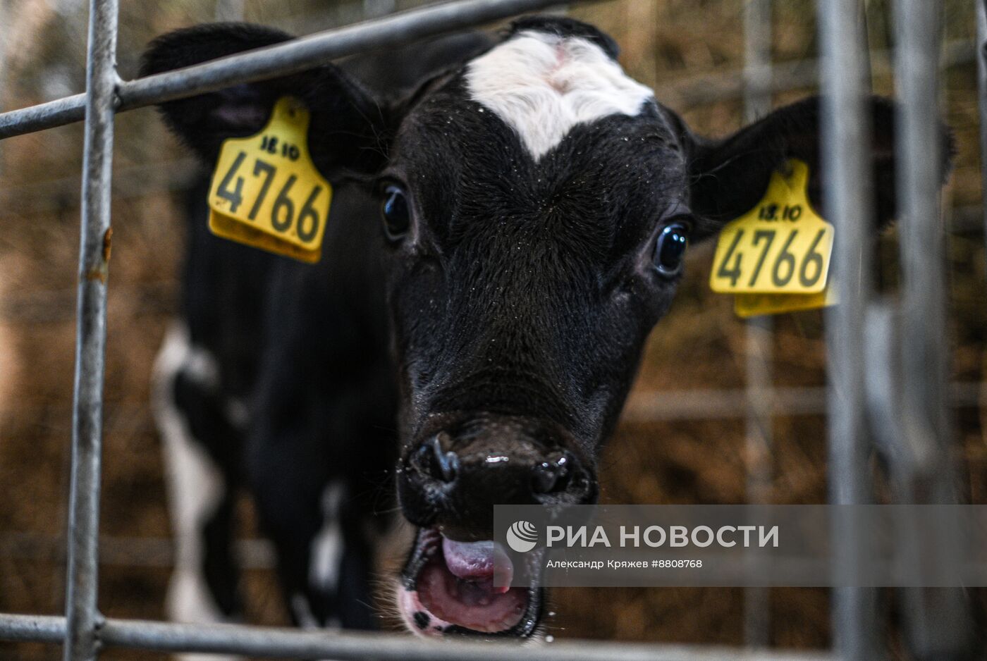 Работа предприятия "Толмачевский молочный завод" в Новосибирской области