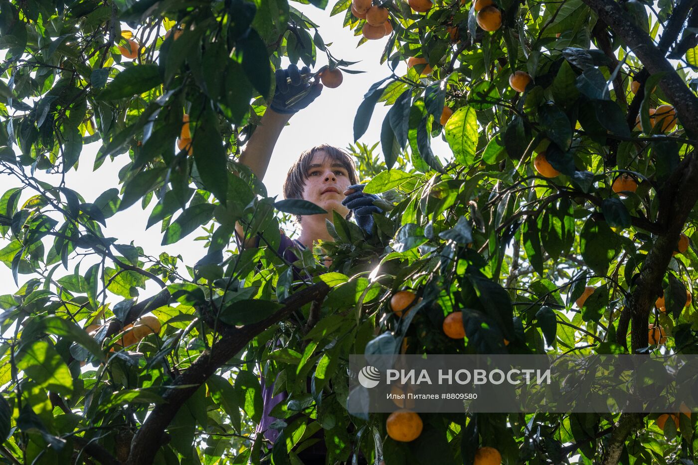 Сбор мандаринов в Абхазии