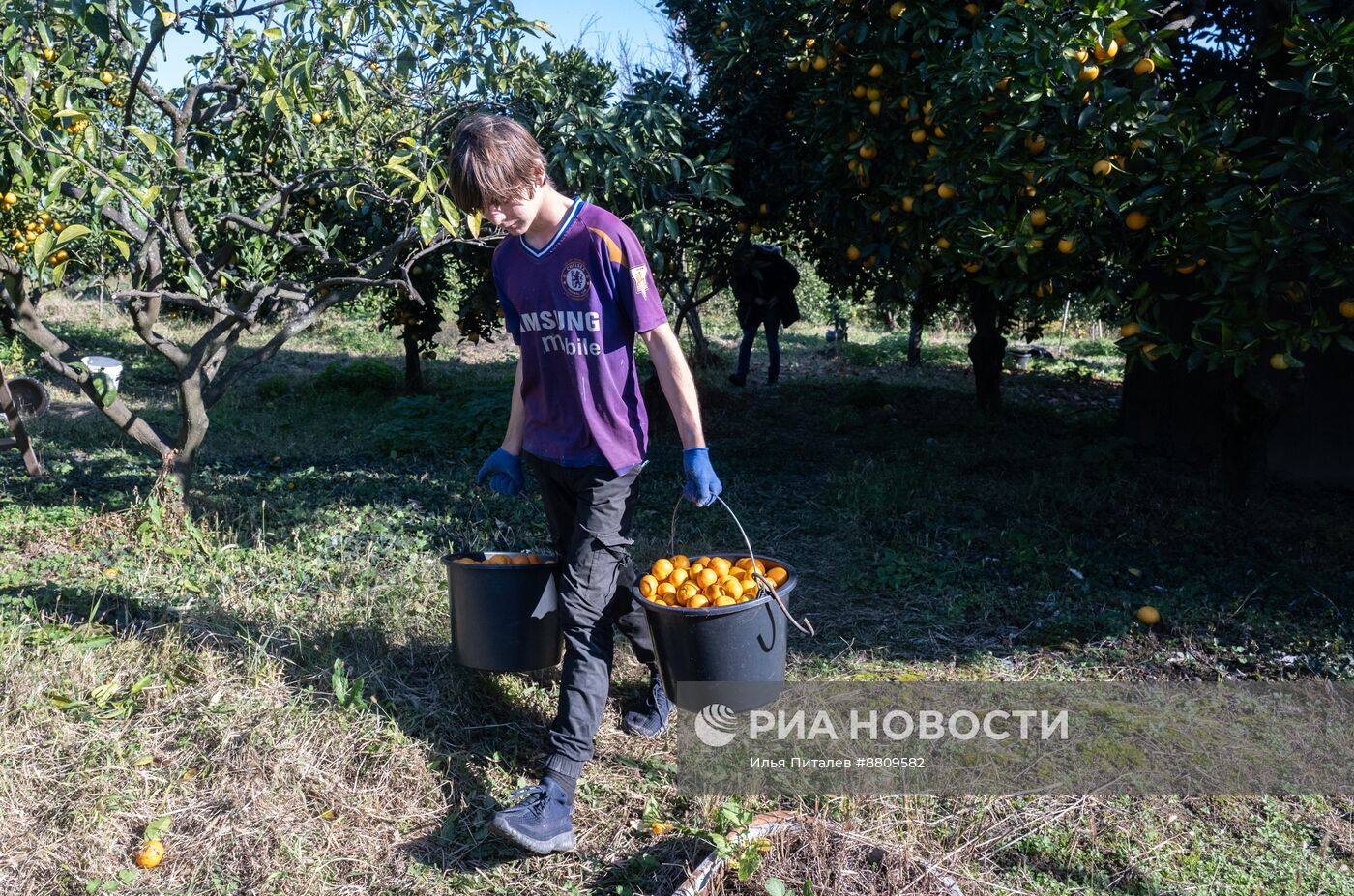 Сбор мандаринов в Абхазии