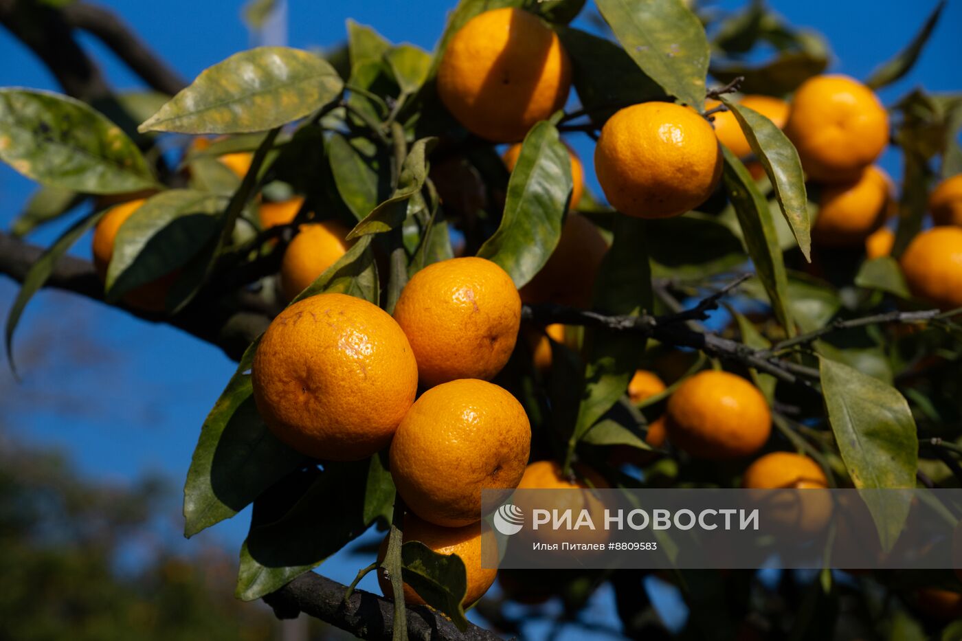 Сбор мандаринов в Абхазии