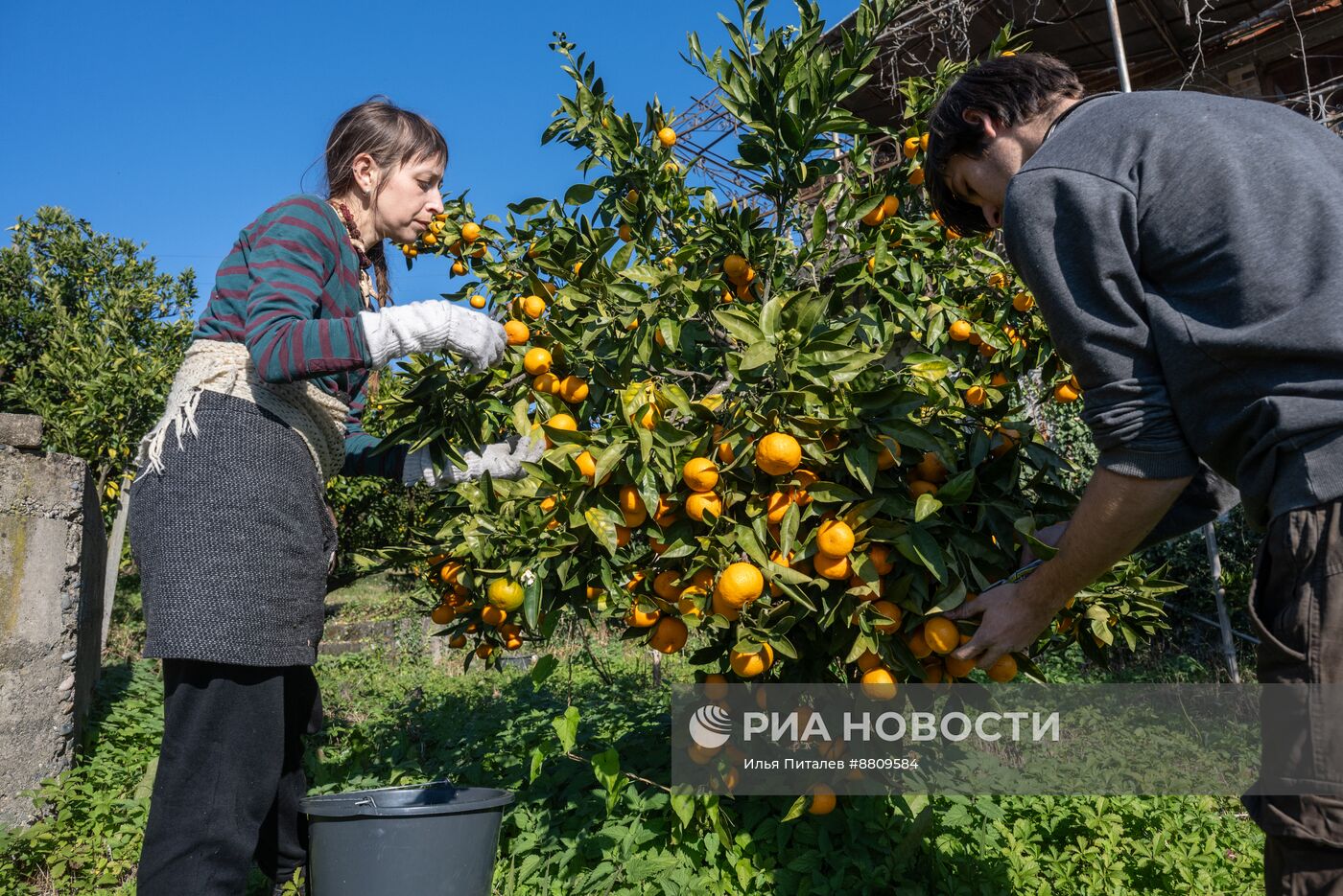 Сбор мандаринов в Абхазии