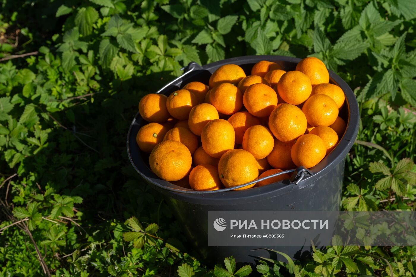 Сбор мандаринов в Абхазии