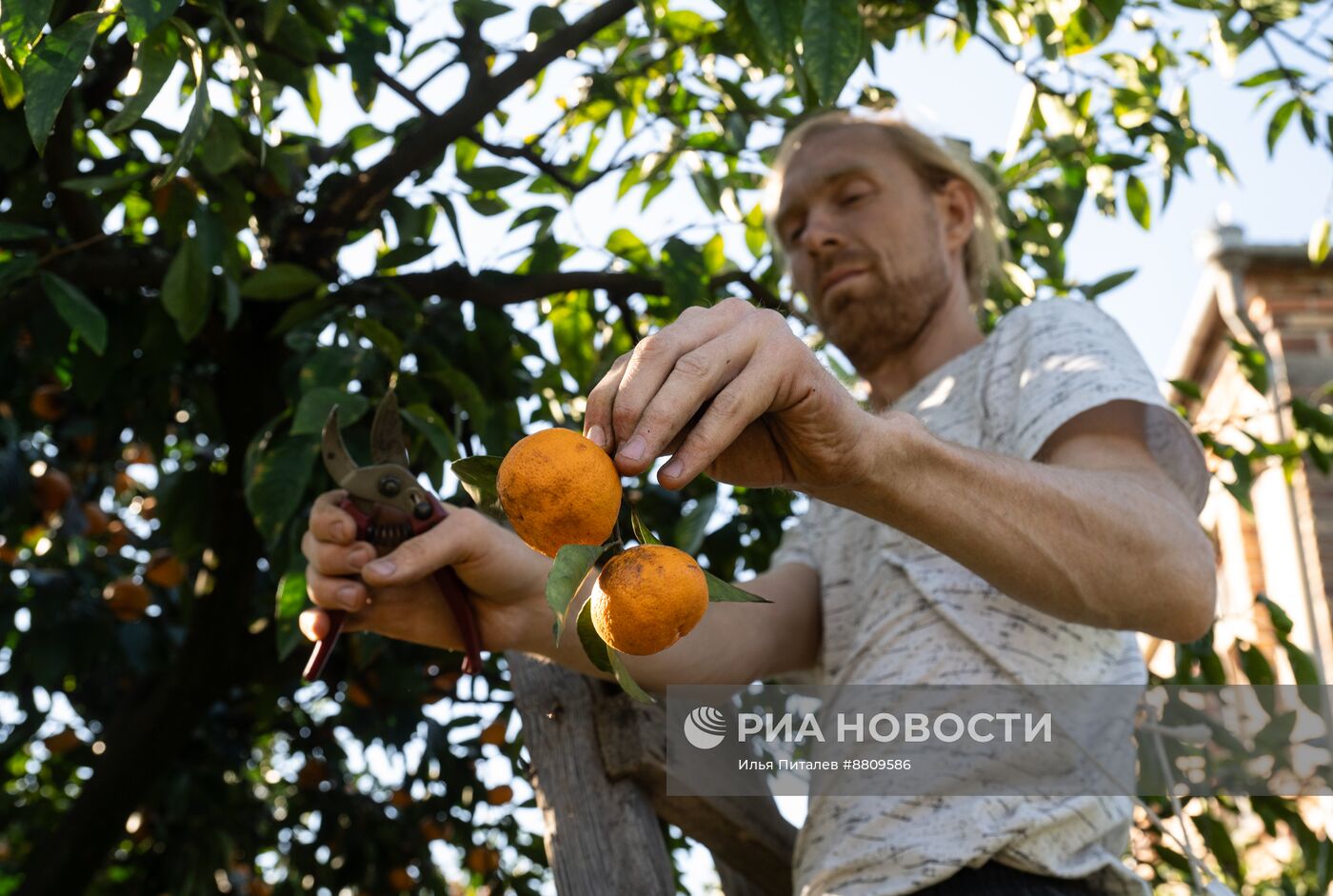 Сбор мандаринов в Абхазии