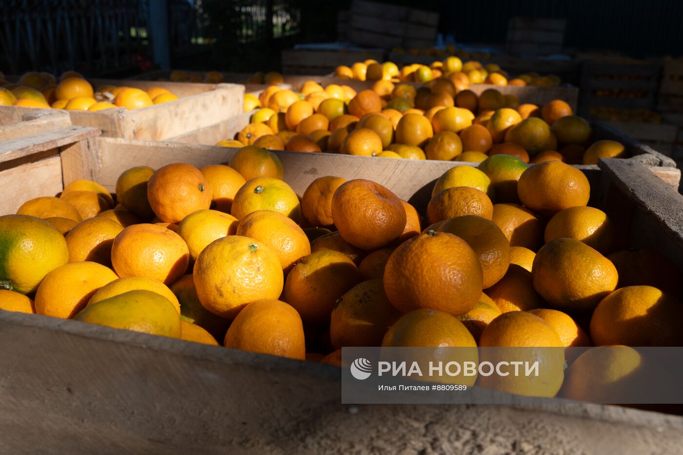 Сбор мандаринов в Абхазии