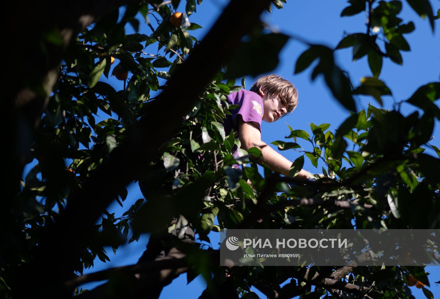 Сбор мандаринов в Абхазии