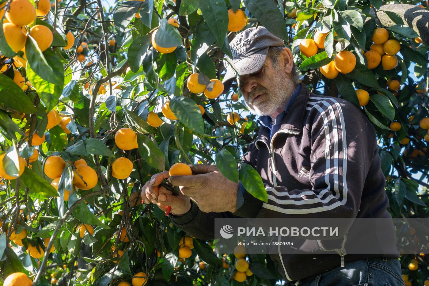 Сбор мандаринов в Абхазии