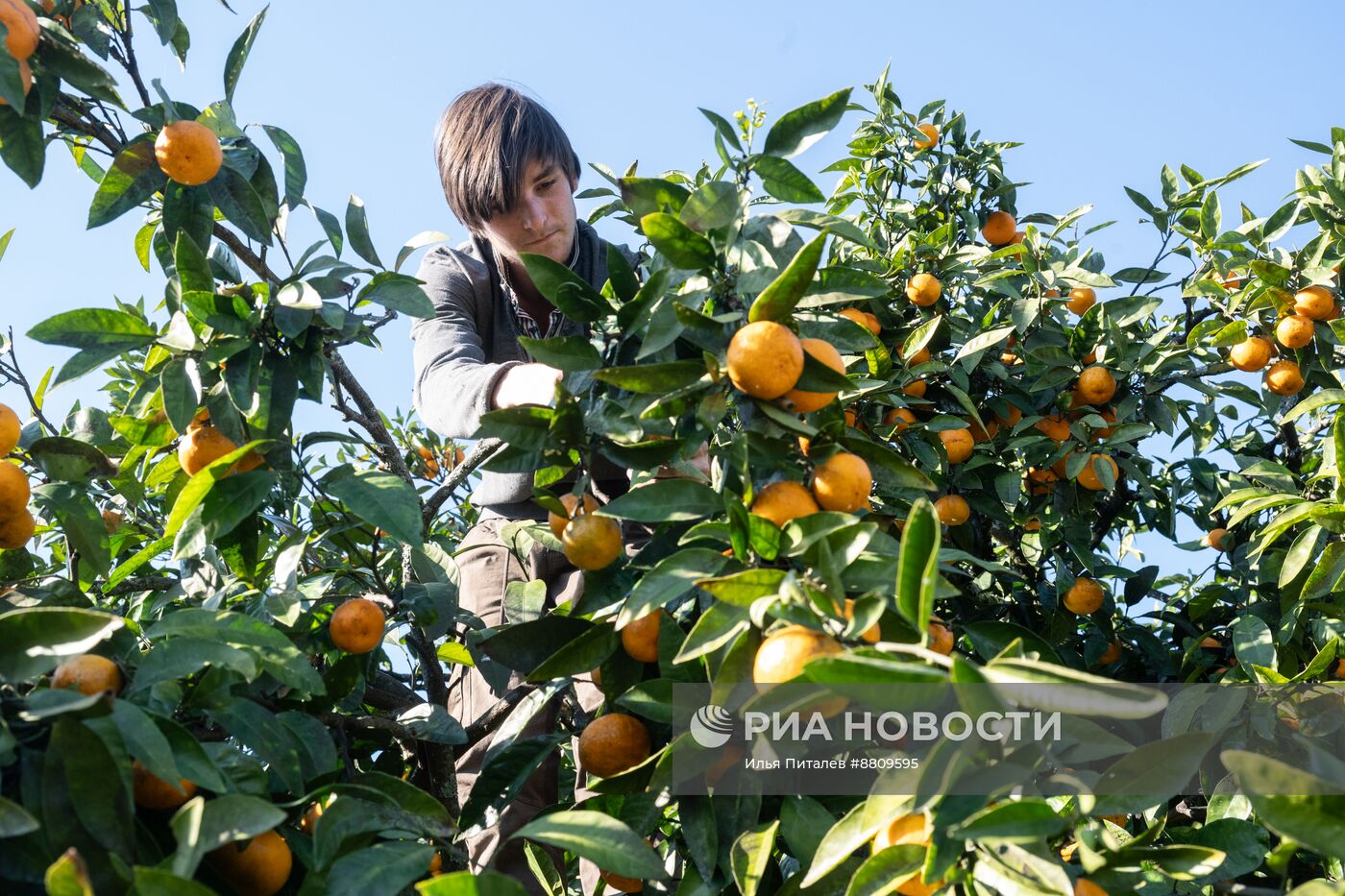 Сбор мандаринов в Абхазии