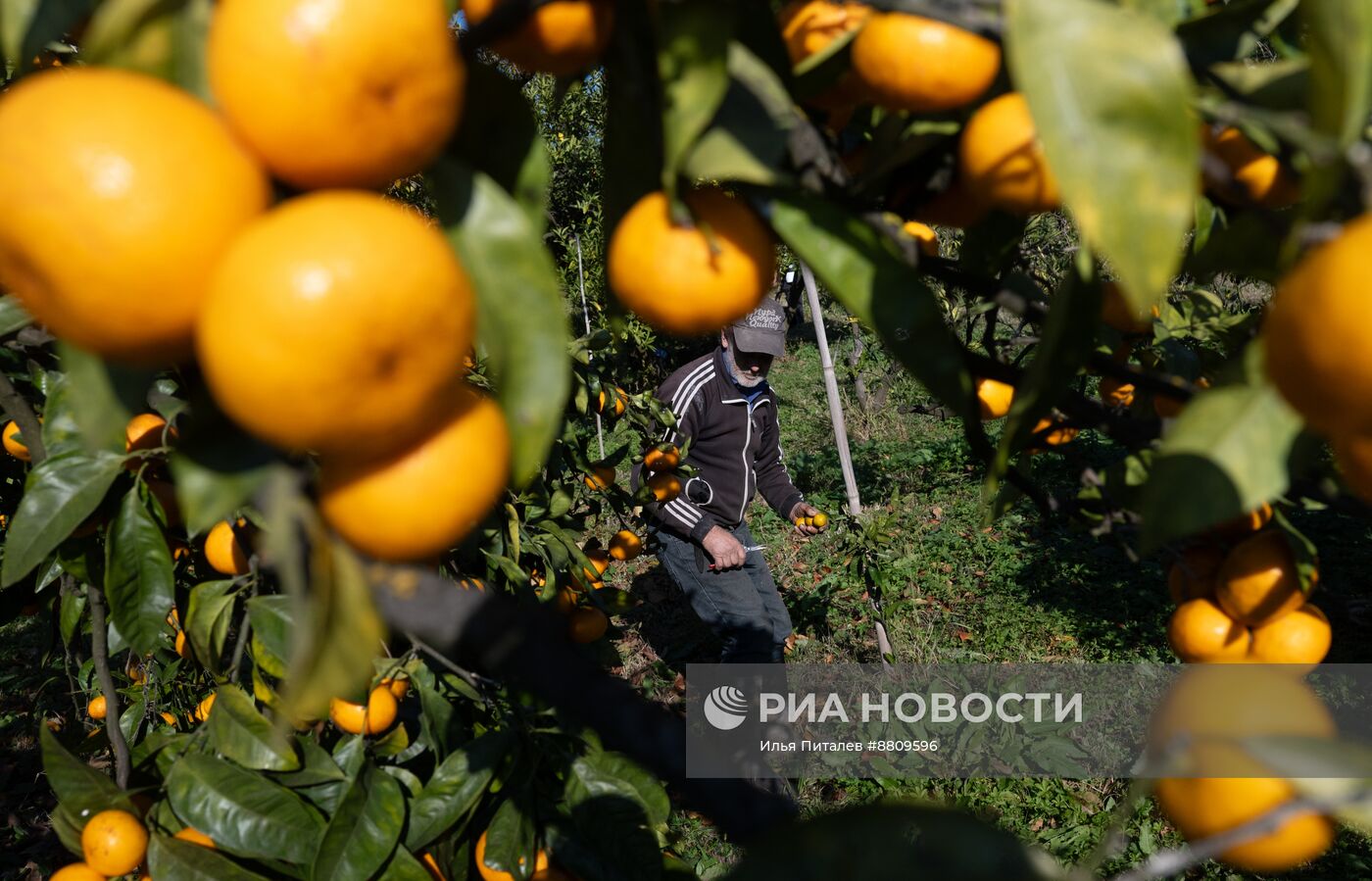 Сбор мандаринов в Абхазии