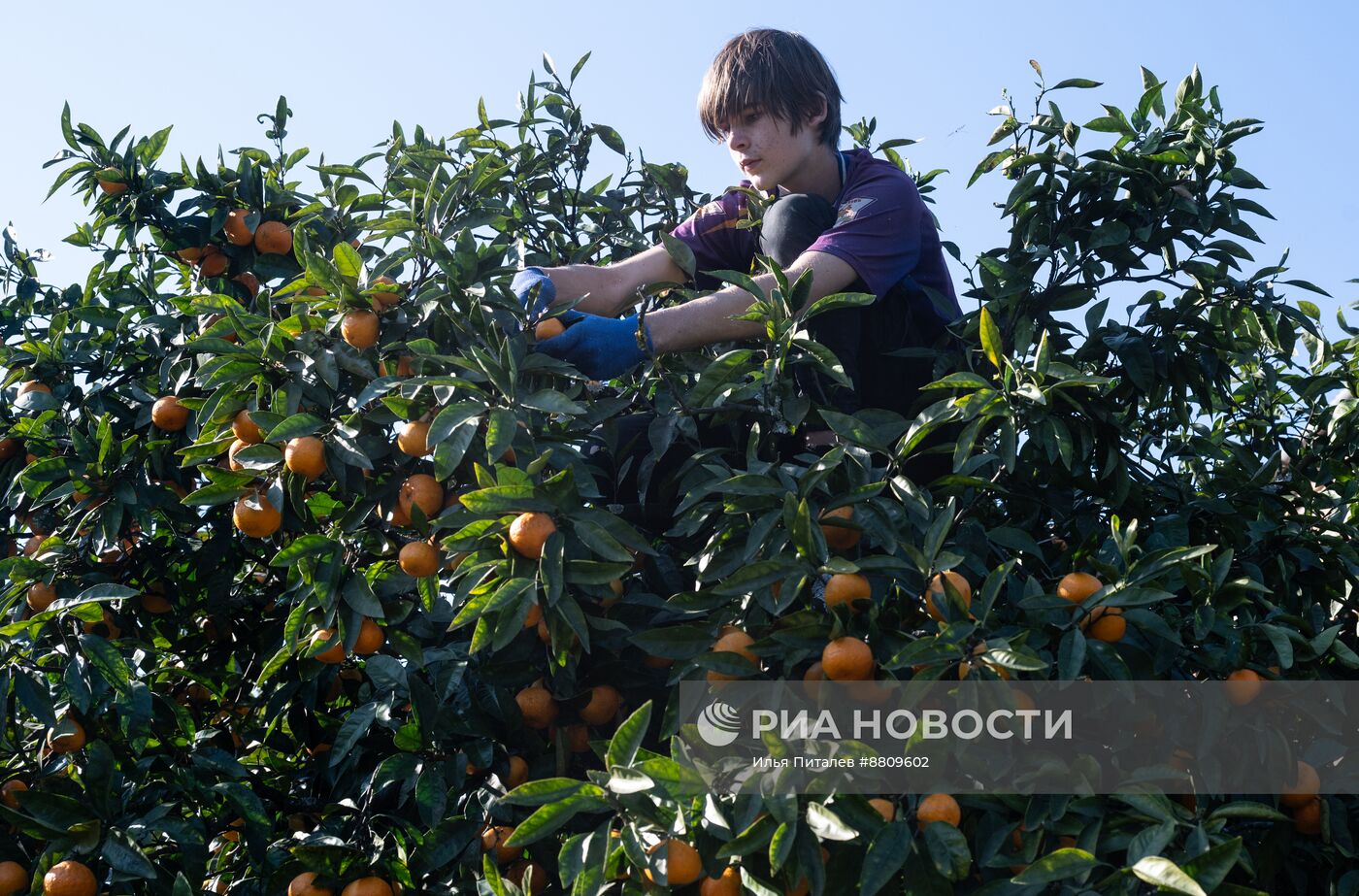 Сбор мандаринов в Абхазии