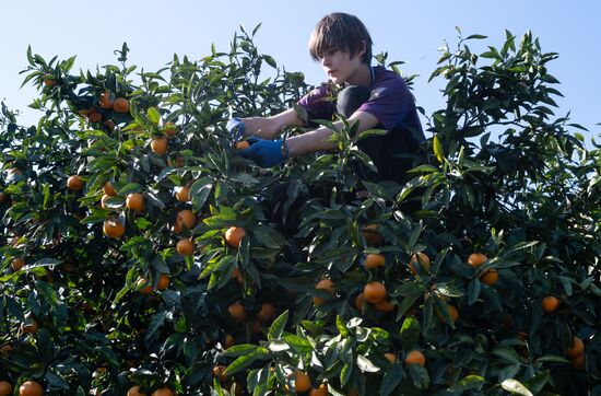 Сбор мандаринов в Абхазии