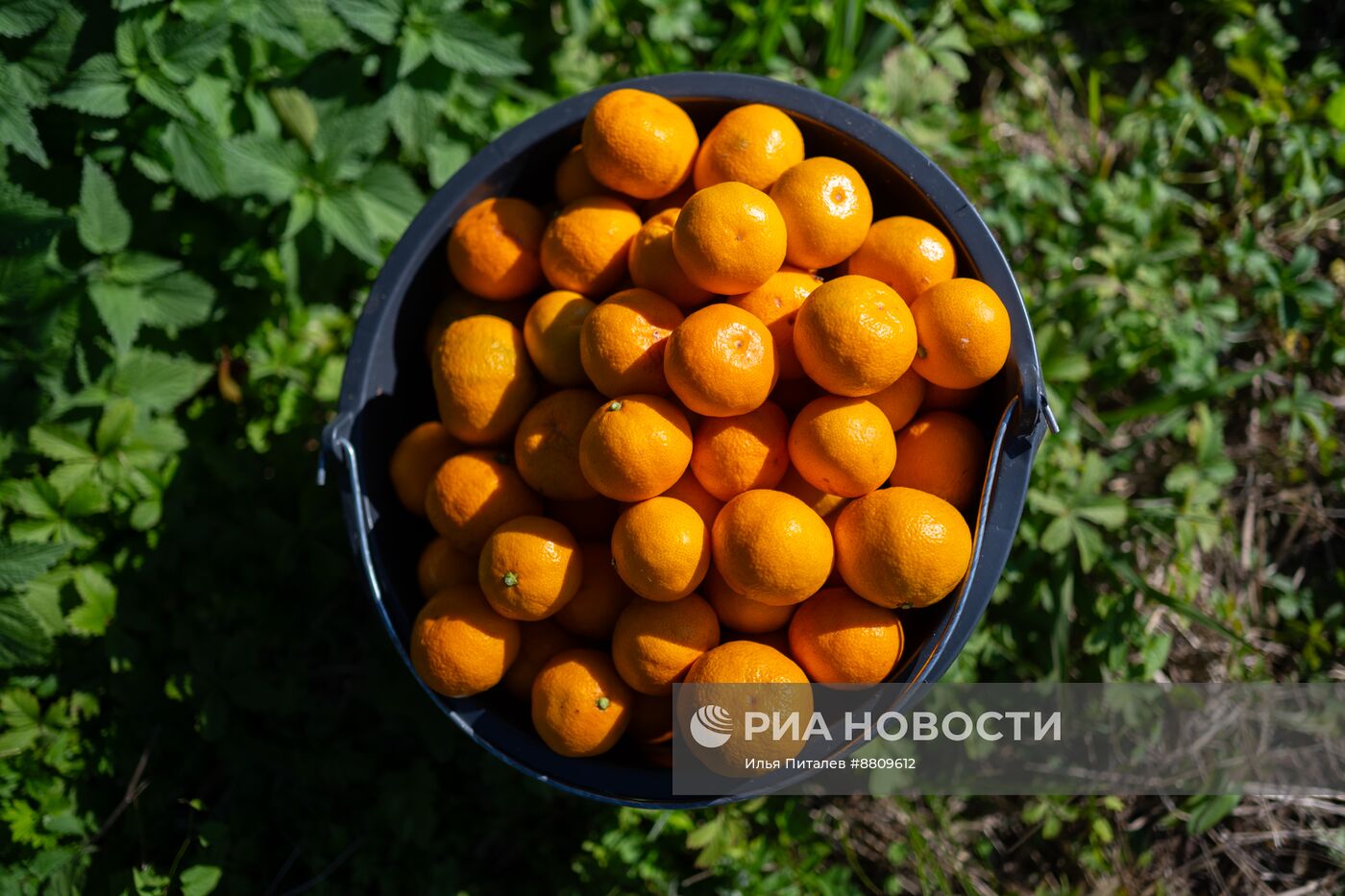 Сбор мандаринов в Абхазии