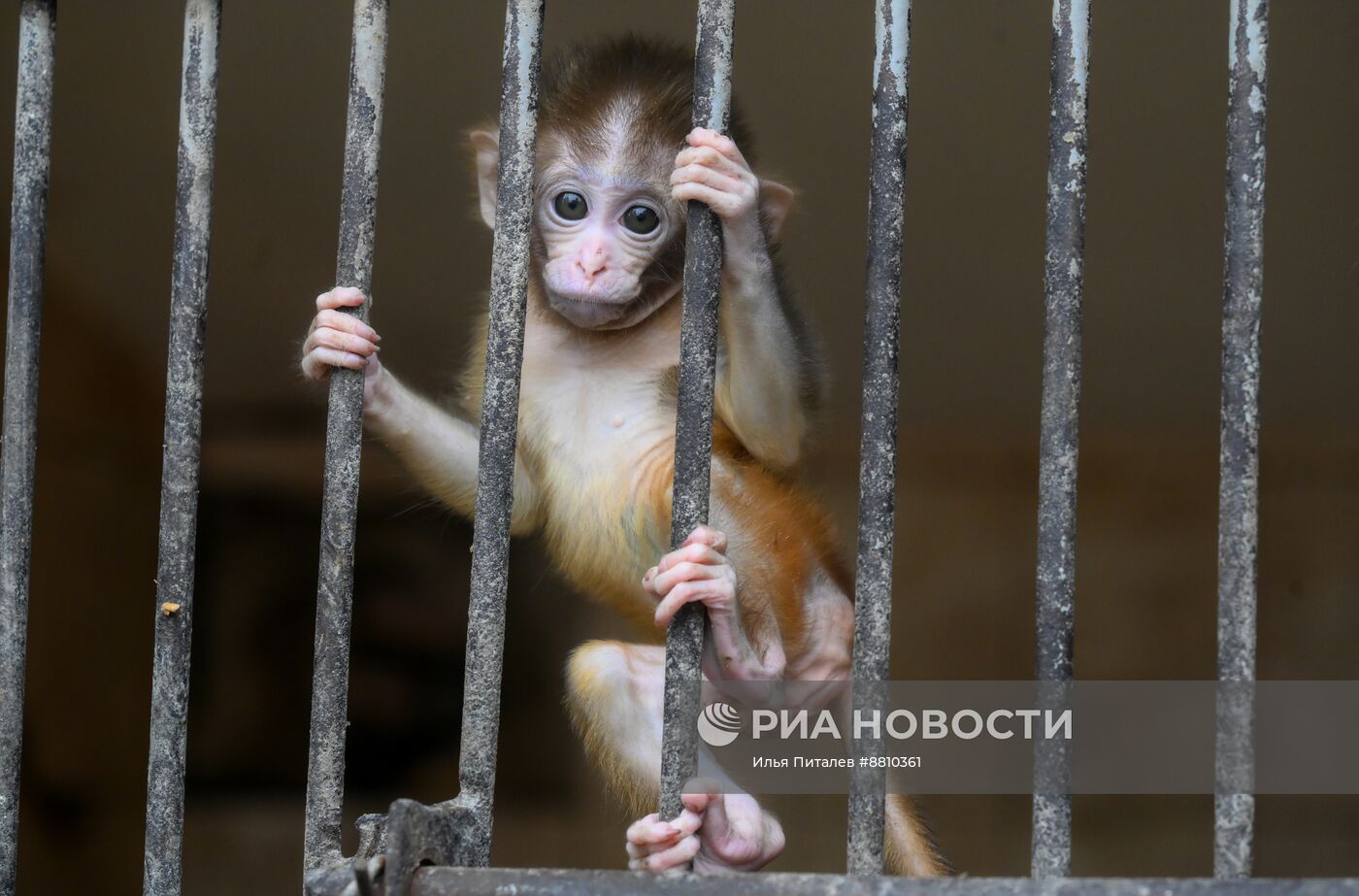 Сухумский обезьяний питомник