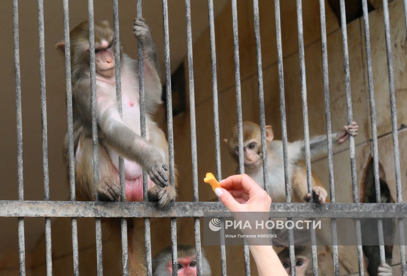 Сухумский обезьяний питомник