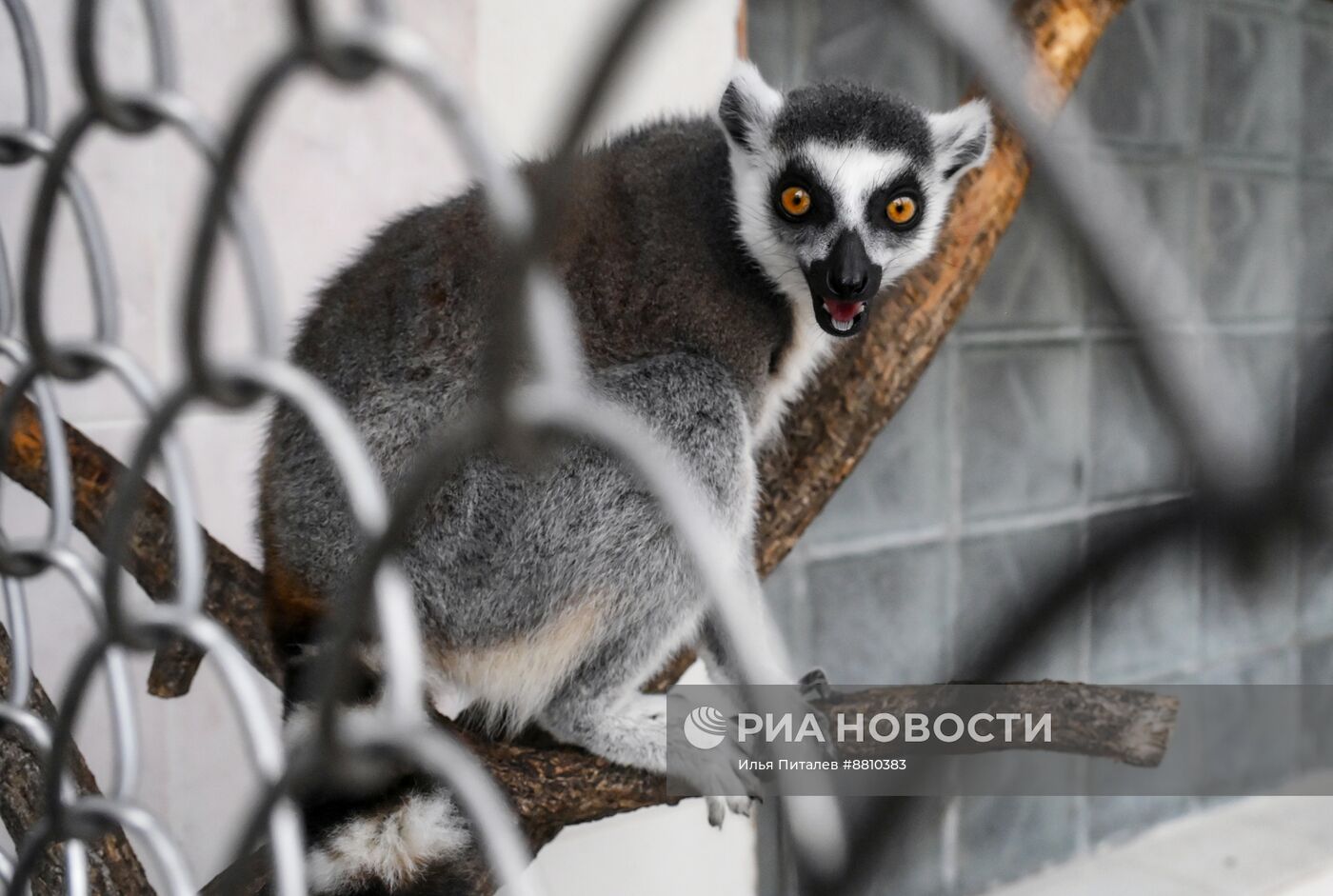 Сухумский обезьяний питомник