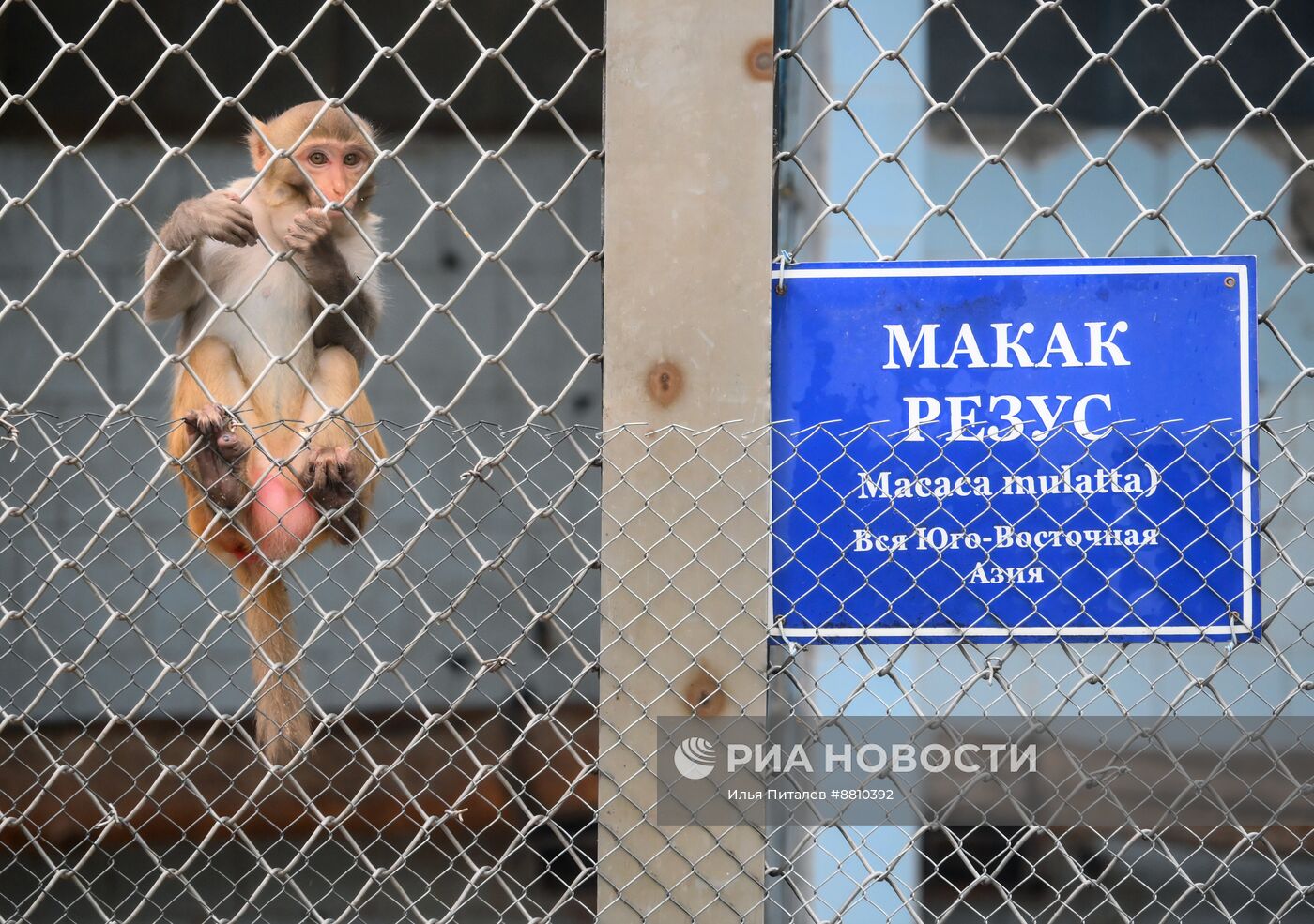 Сухумский обезьяний питомник