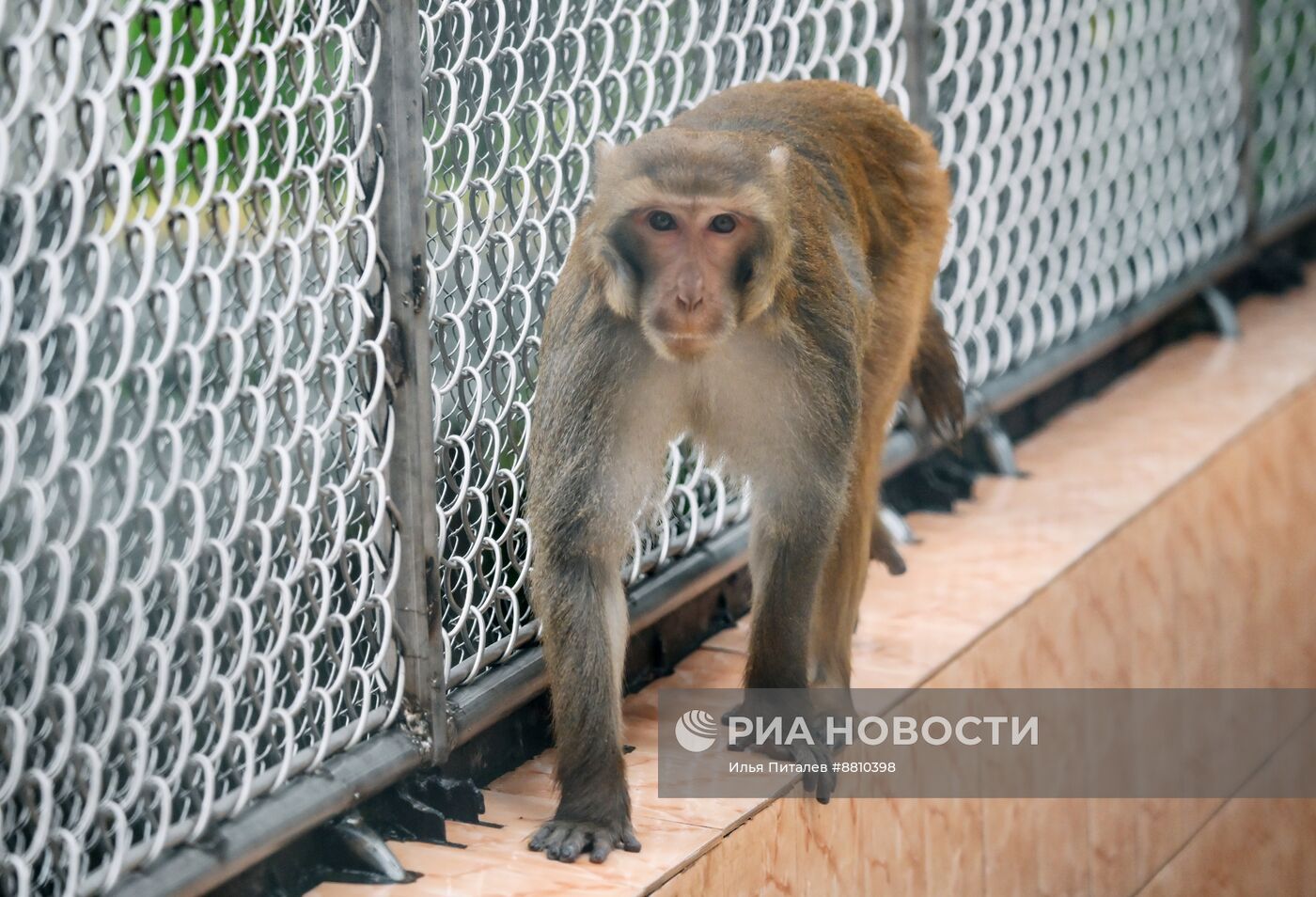 Сухумский обезьяний питомник