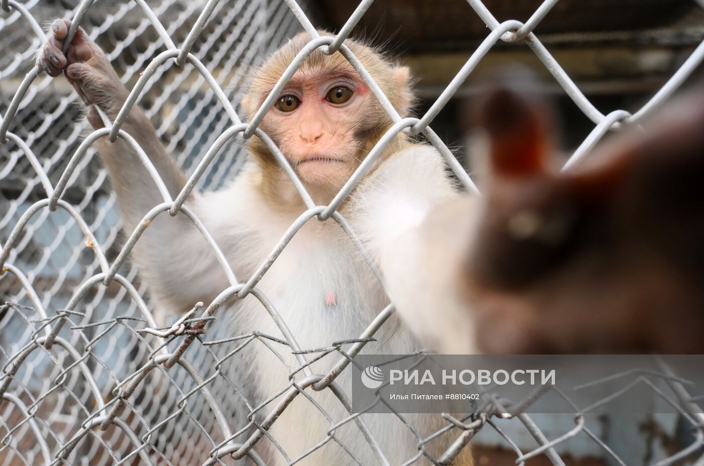 Сухумский обезьяний питомник