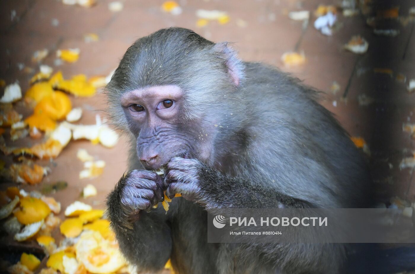 Сухумский обезьяний питомник