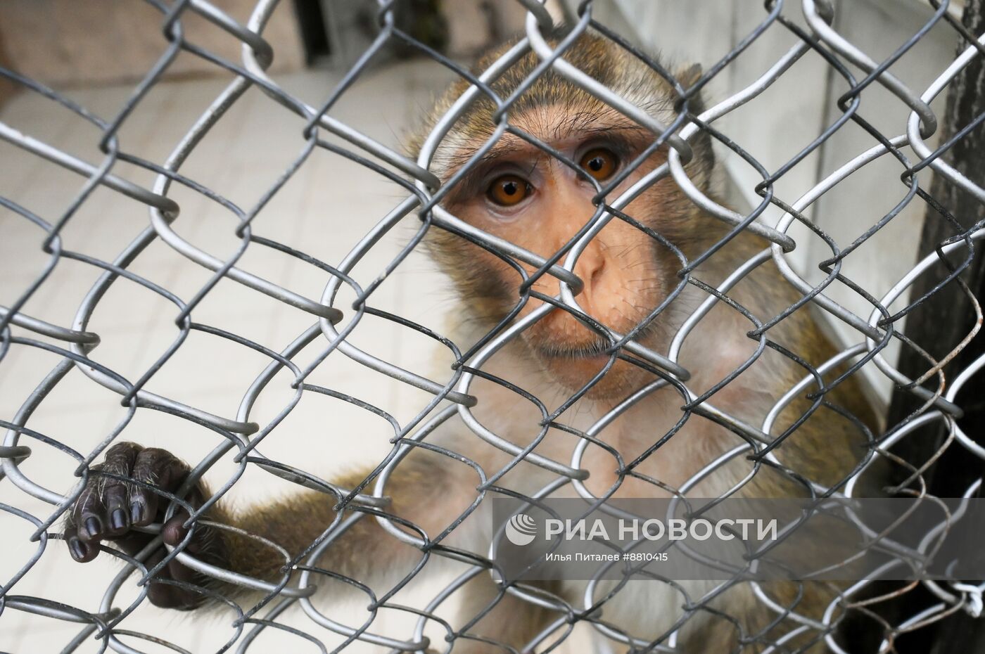 Сухумский обезьяний питомник