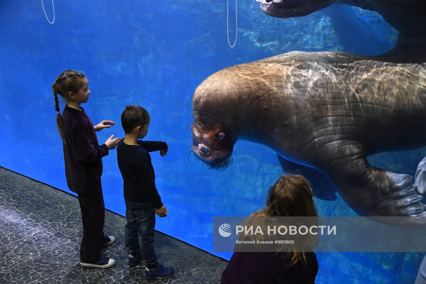 День моржа во Владивостоке