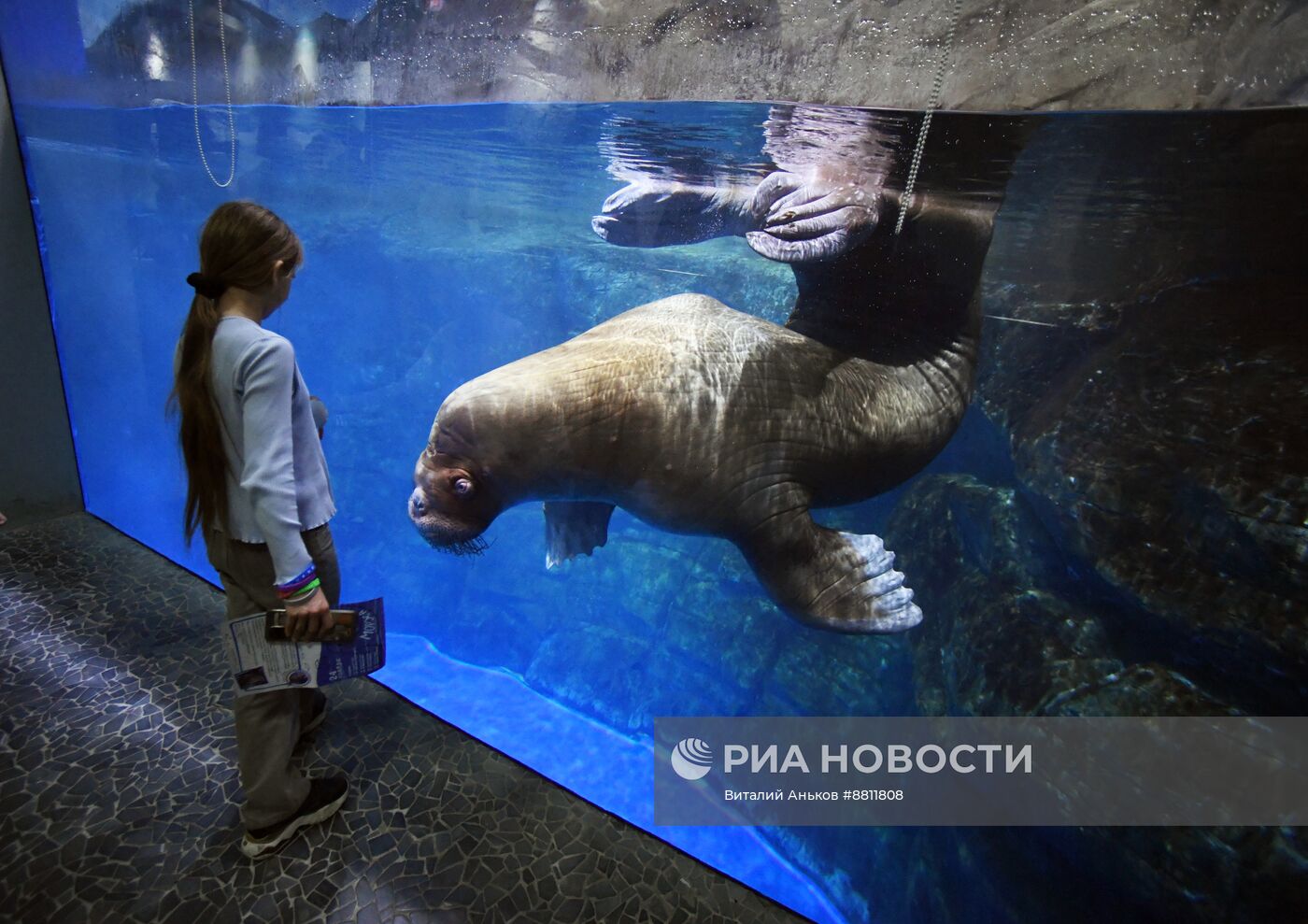 День моржа во Владивостоке