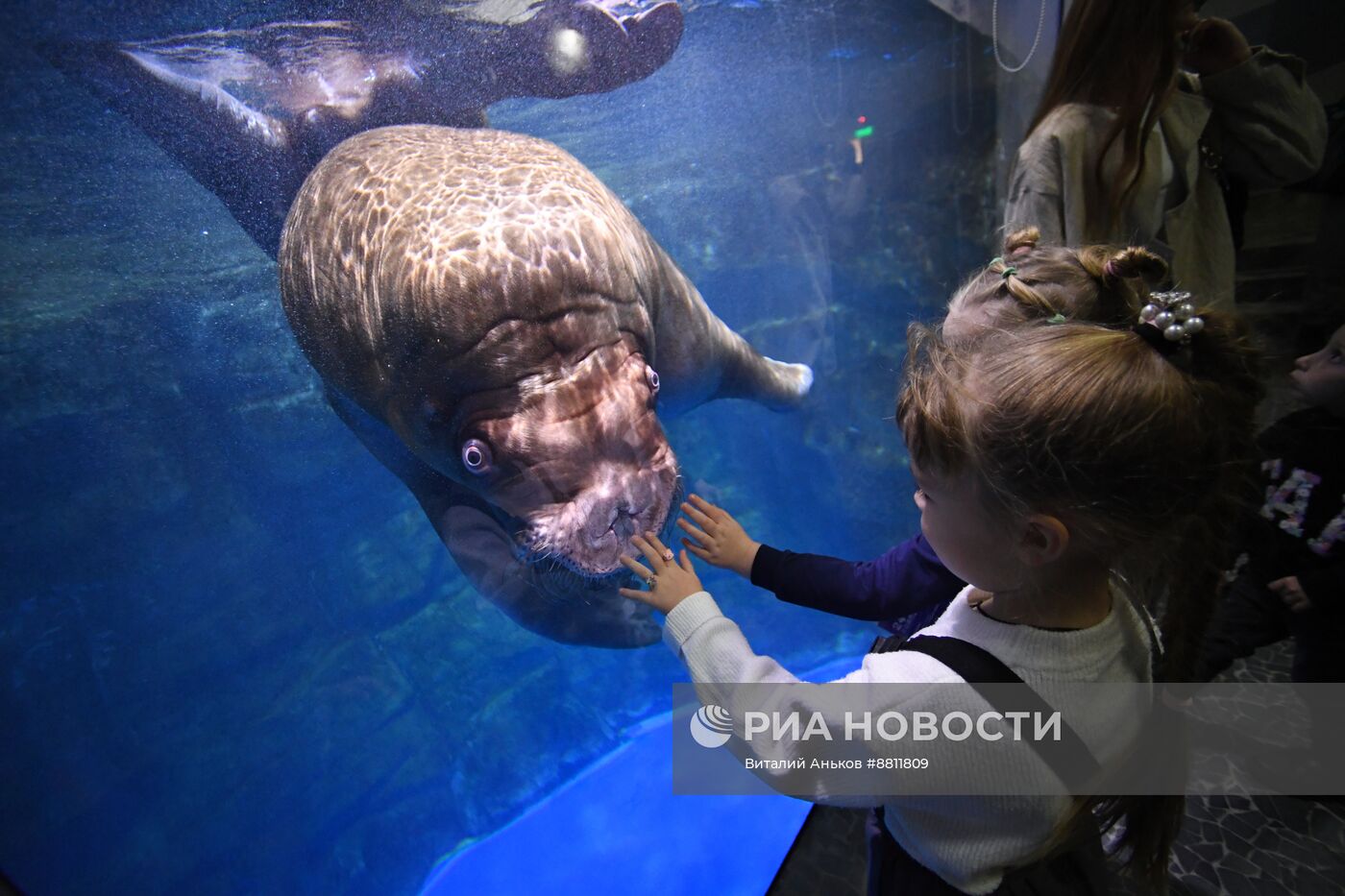 День моржа во Владивостоке